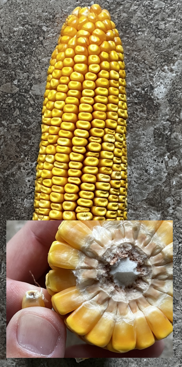 Corn at black layer 9-14.PNG